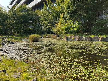 Biotope làm từ đá tự nhiên
